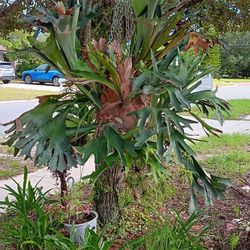 Staghorn fern Plant ( Cuerno De Alce)