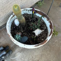 Succulent Cacti arrangement