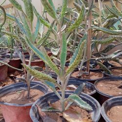 Alligator Plants $2 Each 