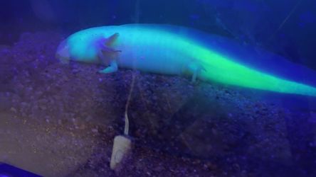 fish tanks for axolotls
