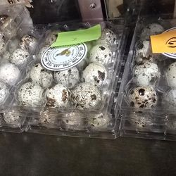 Se Venden Codornices  Y Huevos de Codornices  Pueden Preguntar 