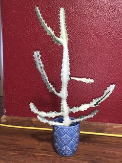2 ft White Ghost Cactus Euphorbia Lactea