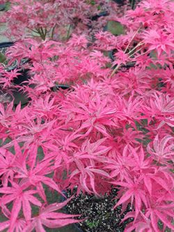 Japanese maples Trees For Sale 
