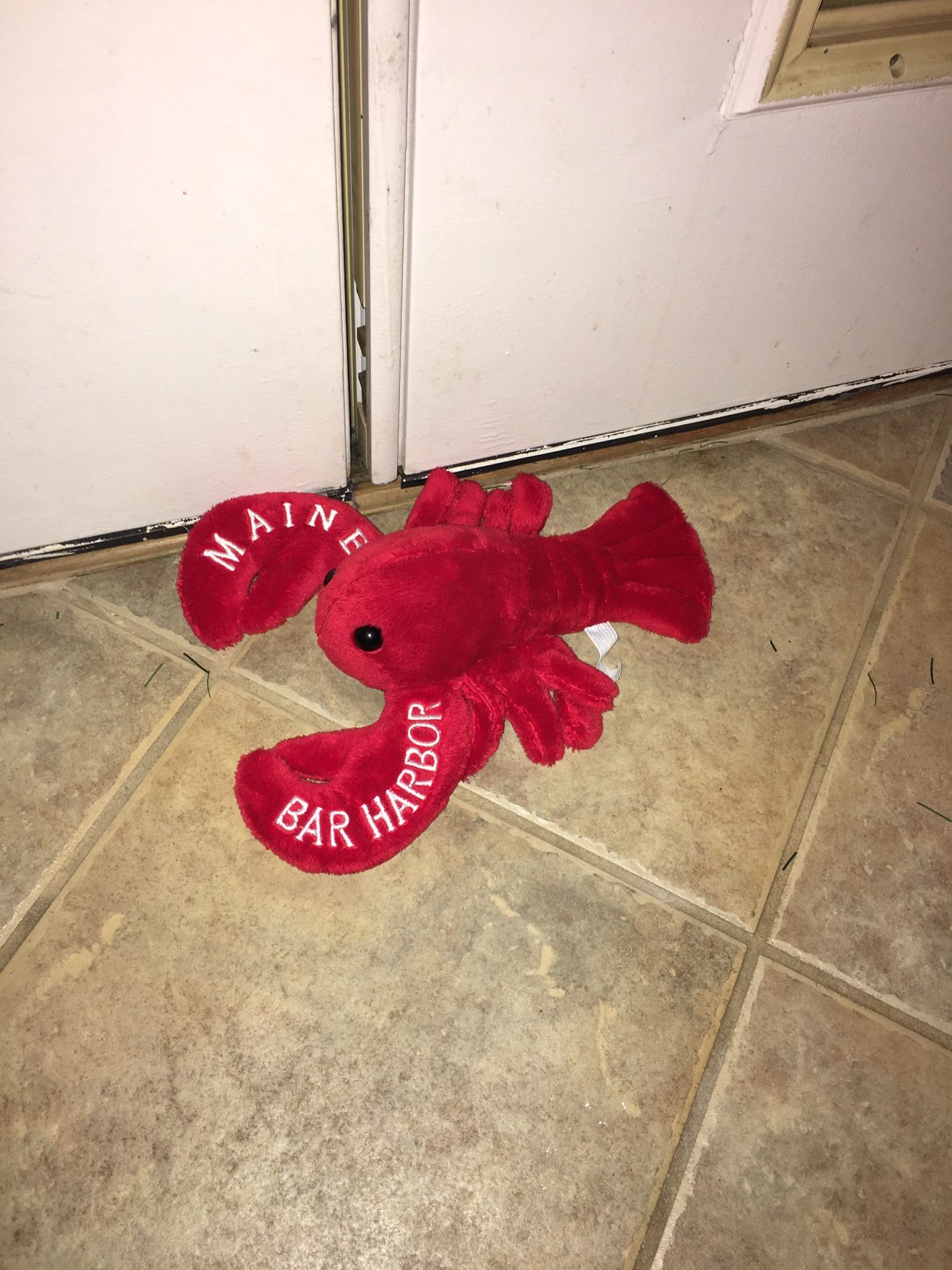 Photo Bar harbor MAINE LOBSTER needs new home