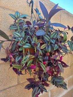 Hanging Tradescantia Zebrina Wandering Jew