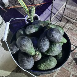 Avocados / Aguacates 