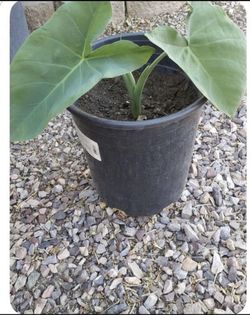 Elephant Ear Plants For Sale
