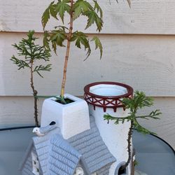 Bonsai JapanMaple &  2Pine 15 inches