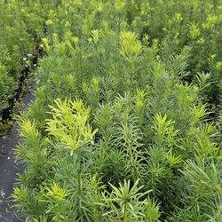 Podocarpus Al Size Available Staring  $6  About 3 Feet Tall. 4 Feet 6 5 Feet 6 Feet 7 Feet 8 Feet 9 Feet 10 Feet 