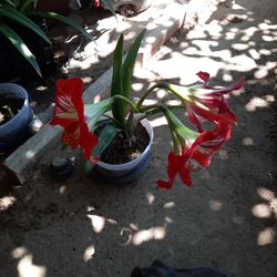 Lirio