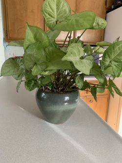 House Plants This One $15