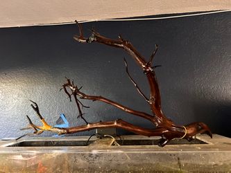 Natural Manzanita Driftwood Branch Aquarium Decoration