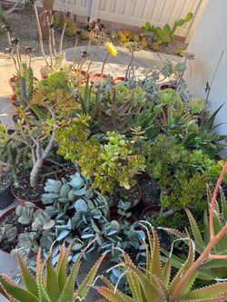 Large succulent plants