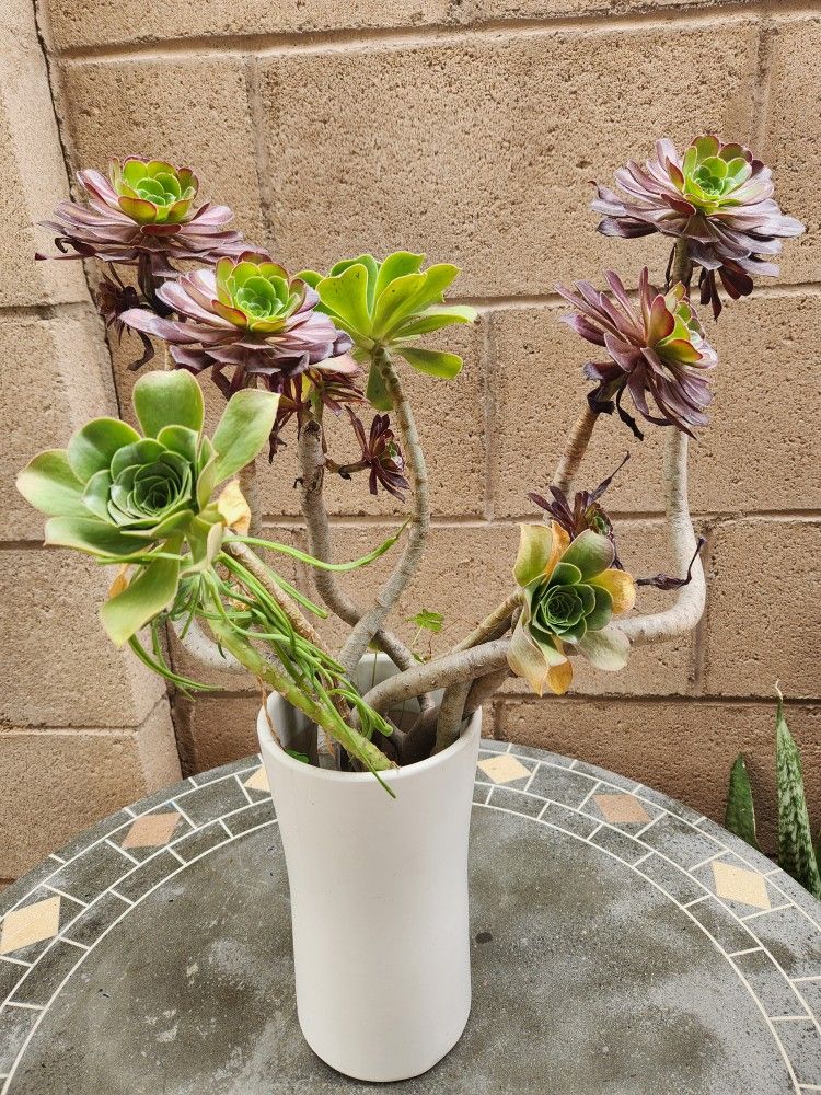 Decoration Suculents Plants 