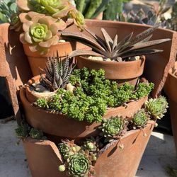 Succulents Arrangement 🪴