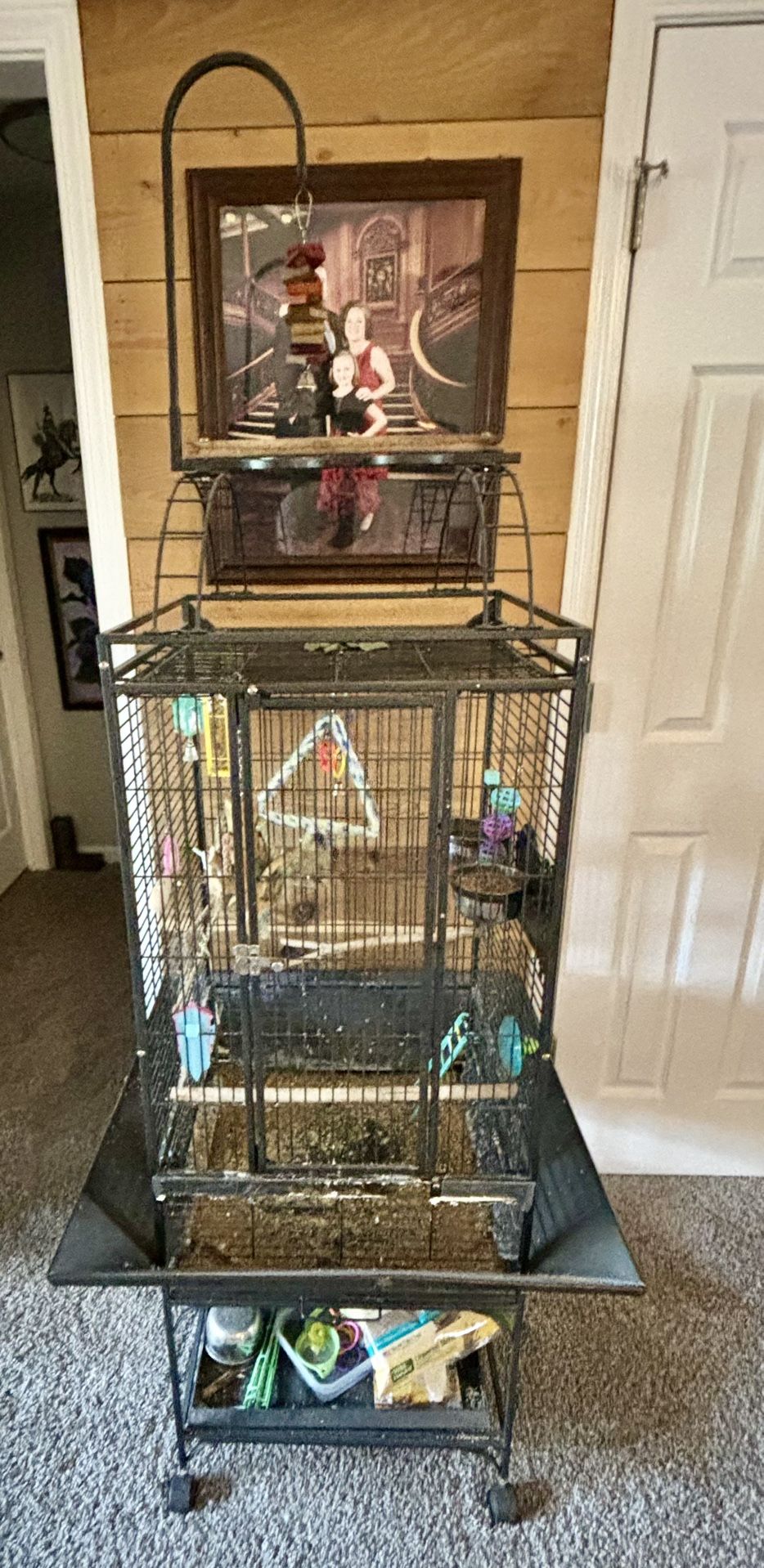 Pet Parakeet W/Large Cage, Bowls, Swing & Toya