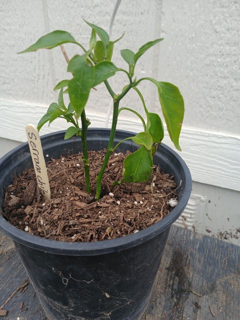 Serrano Chile Plant