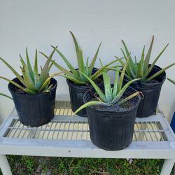 aloe plant a total of 4 each 5