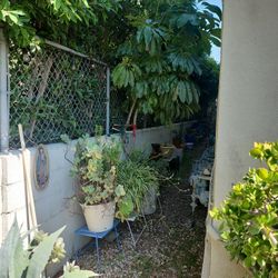 Plants Different Plants Different Pots And Plant Stands For Sale Everything Must Go 