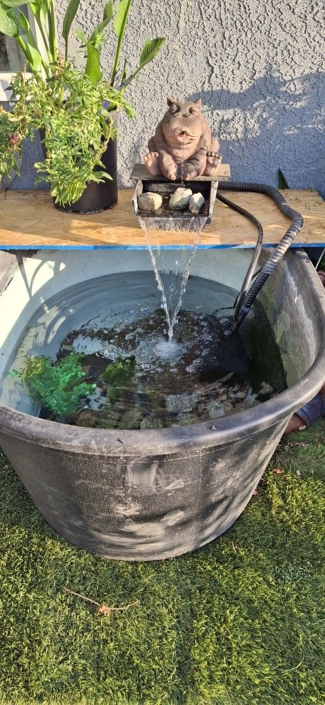 Fish pond.