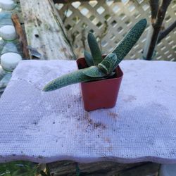 Plant In 2 In Container