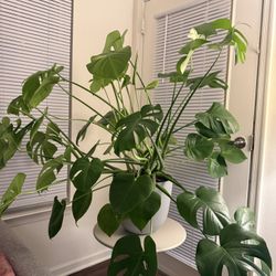 🌿 Beautiful & Healthy Monstera Plant – Adds a Tropical Touch to Your Home