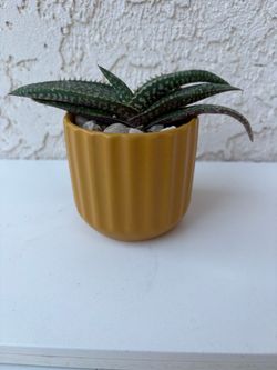 Gasteraloe Hybrid