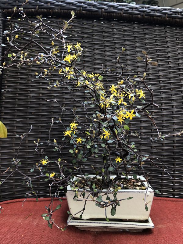 Corokia cotoneaster bonsai plant for Sale in Mountlake 