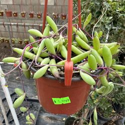 Little Pickles, Ruby Necklace, Hanging Plant