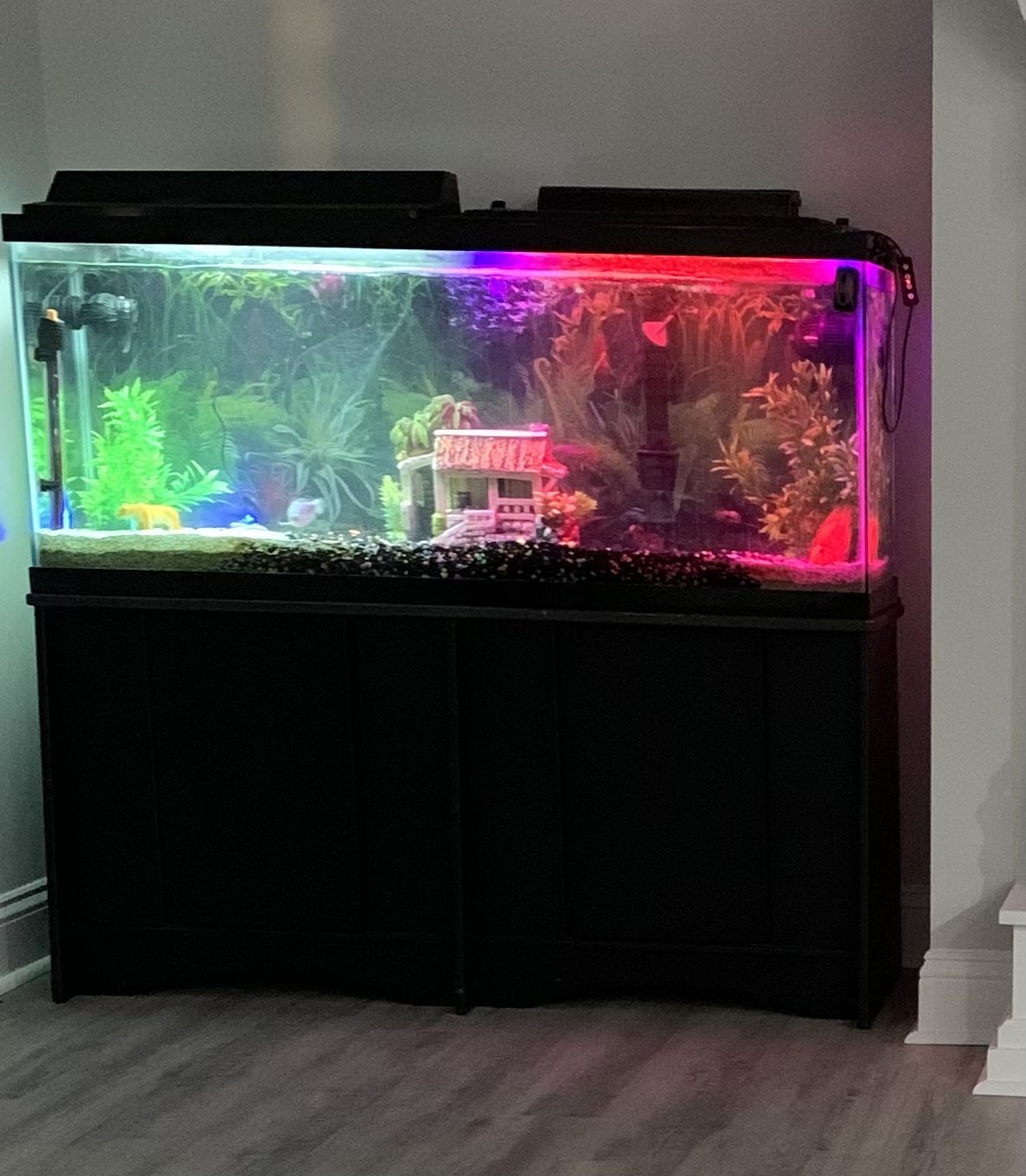 60 Gallon Fish Tank 