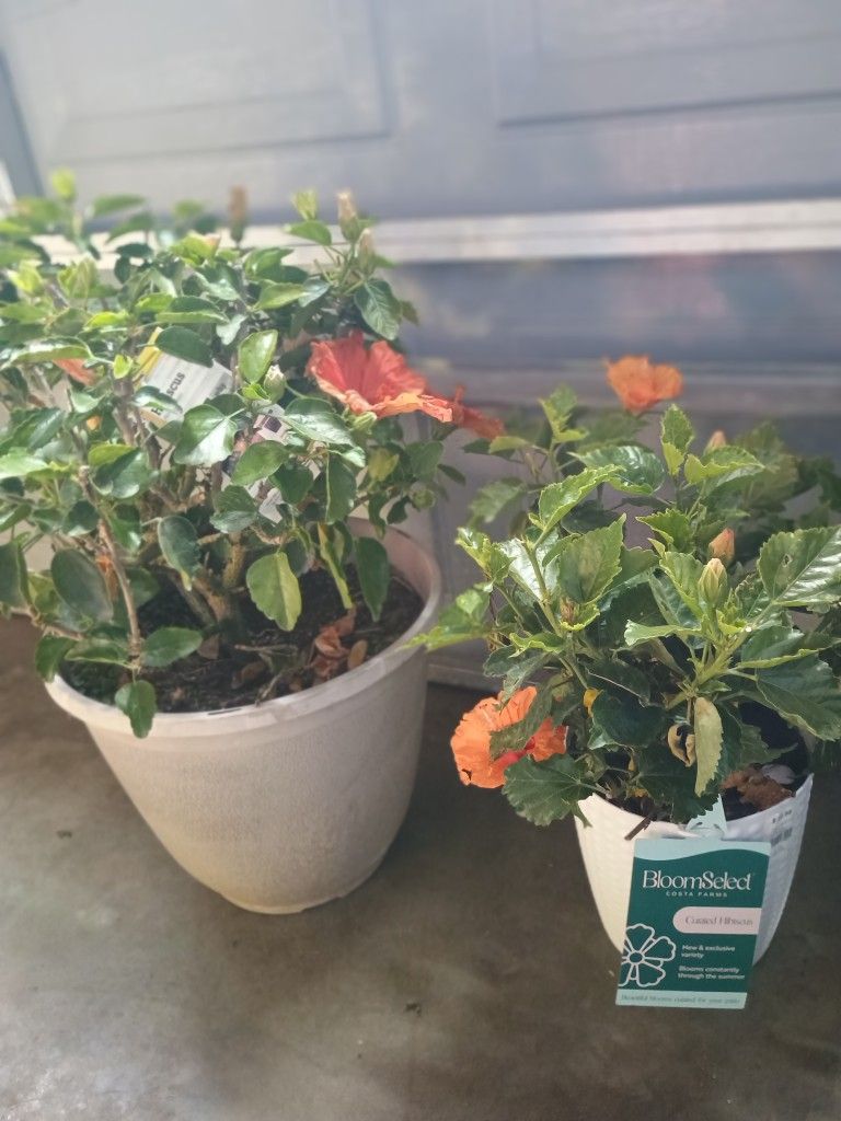 Potted Flower