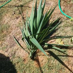 Yucca Plant