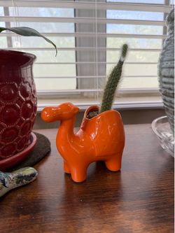 Live Monkey Tail Cactus Plant with Ceramic Camel Pot (Please read full description )
