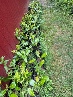 Laurel Starts -$4 each