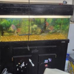 75 Gal Fish Tank 