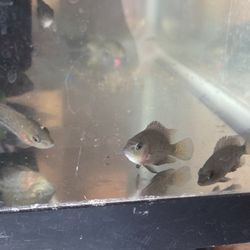Fish Tank Decor