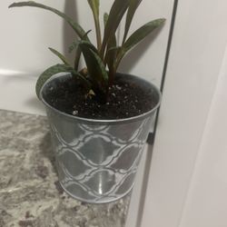Planta 🌱 
