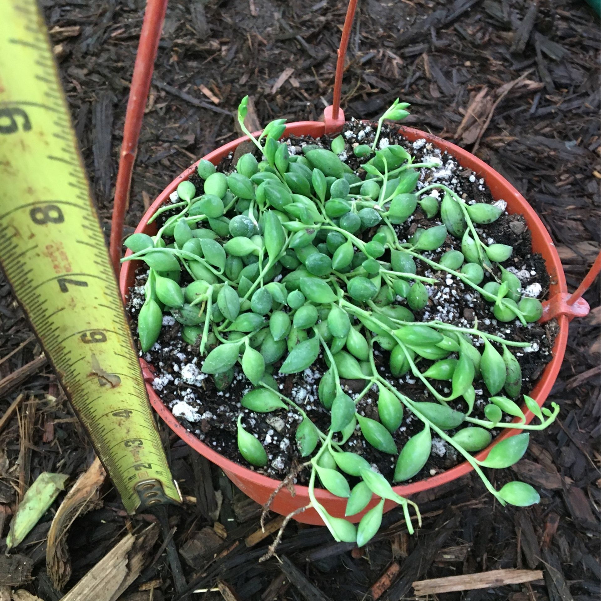 6” Starter Pot String Of Tears Aka String Of Raindrop, This Exact Pot, 95817