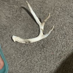 White Deer Horn