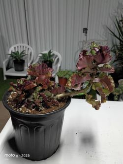 Kalanchoe longiflora, also known as tugela cliff-kalanchoe or long-flowered kalanchoe, is a species of succulent in the genus Kalanchoe, in the family