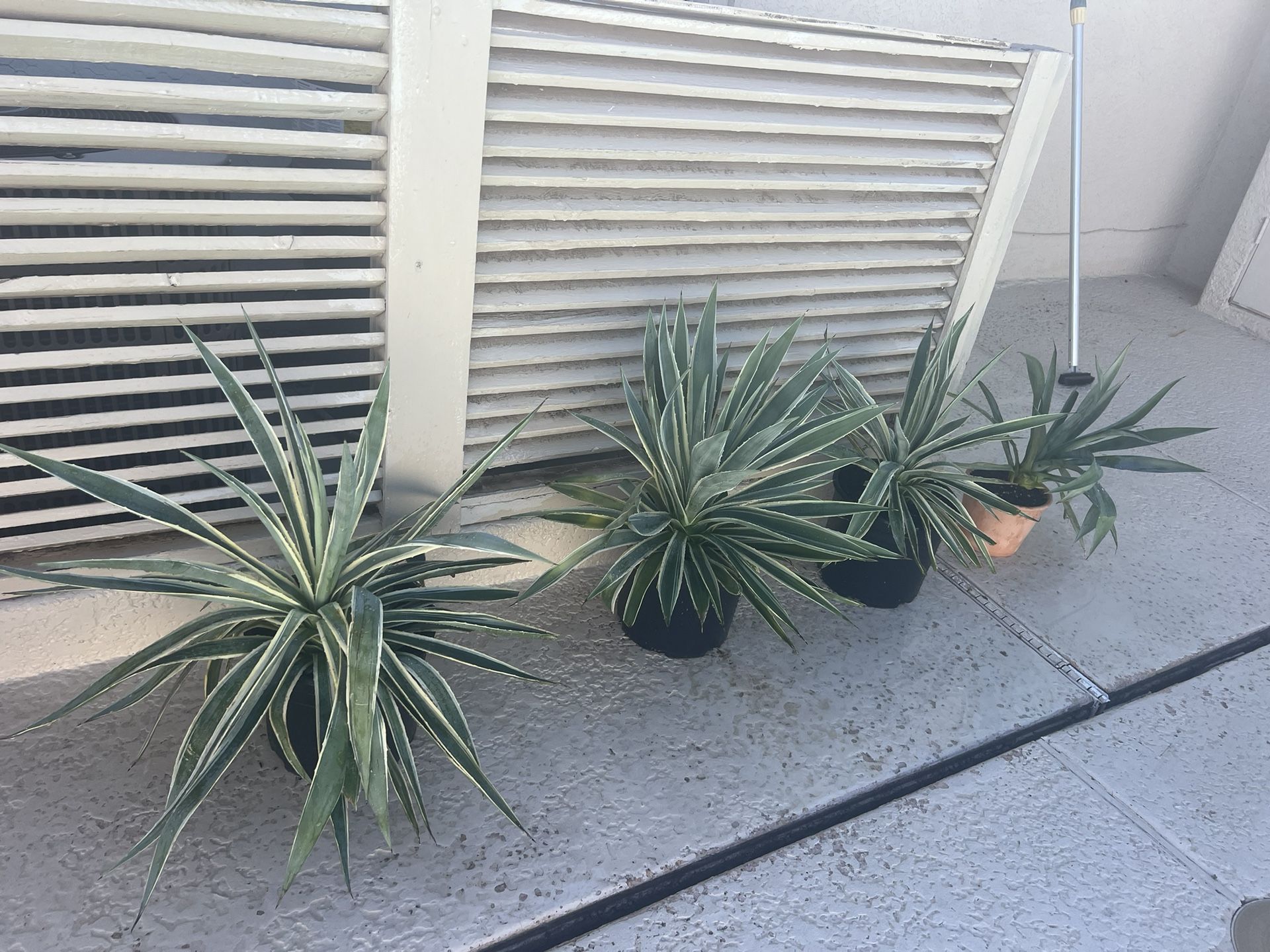 Yucca Filamentosa & Young Agave