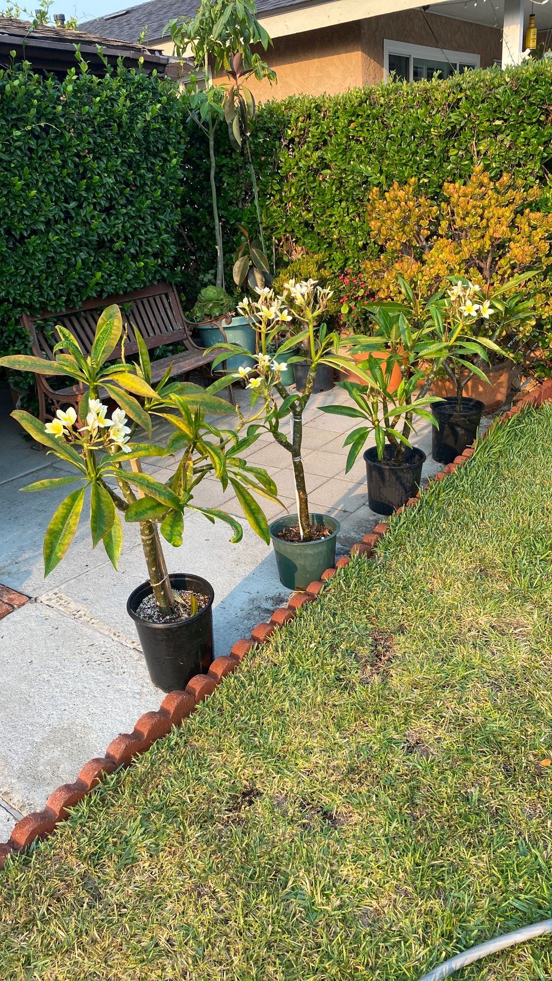 Plumerias Plants
