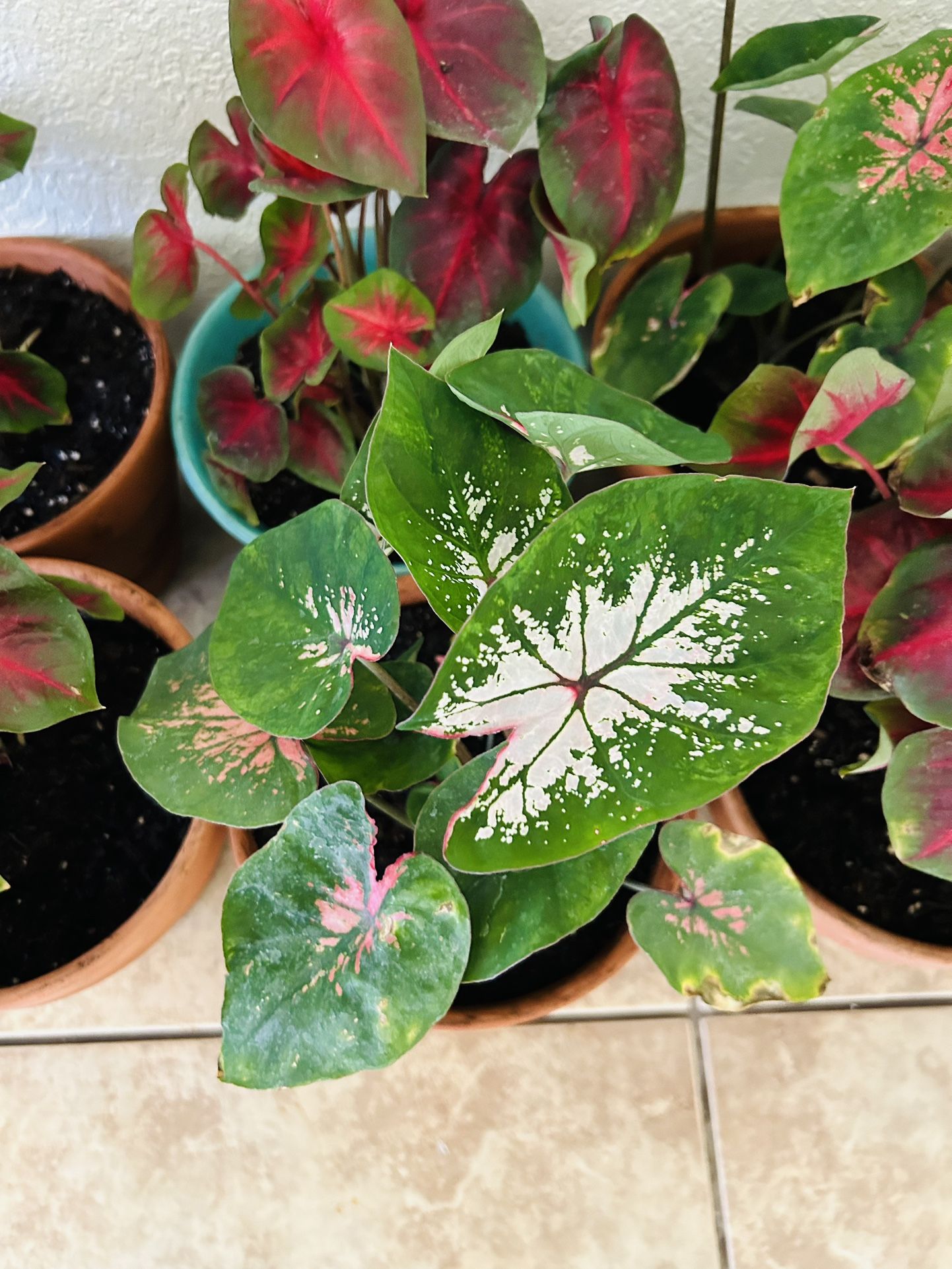 Plants For Sale Caladium 20 Each