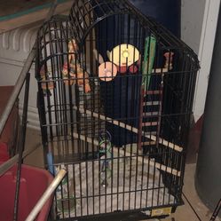 Bird Cage