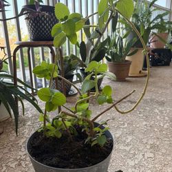 Oregano Plant