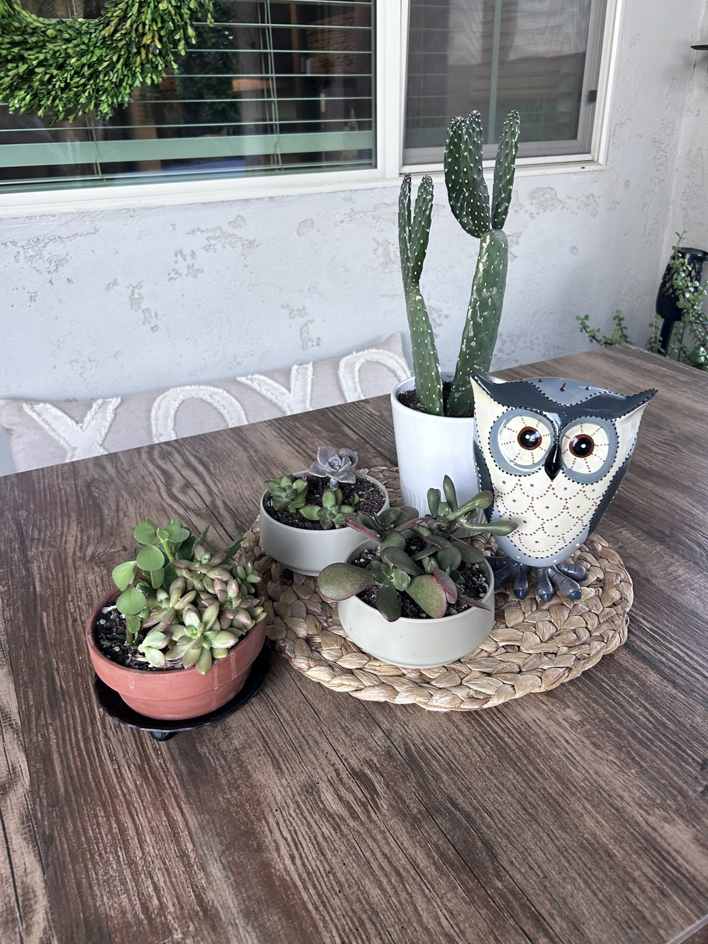 Set of Cactus Plants And Pots
