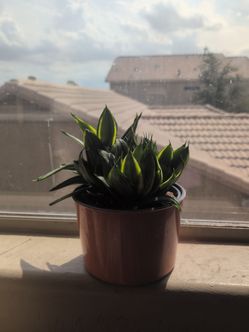 Sansevieria Hahnii (Snake Plant)
