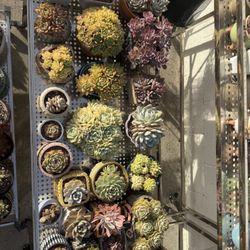 Succulents 