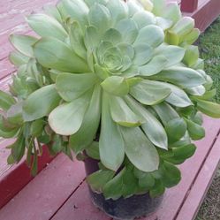 Beautiful, Big & Wide Green Aeonium  Plants 