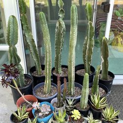 SUCCULENTS ** FANTASTIC PRICES ** BIG VARIETY! 